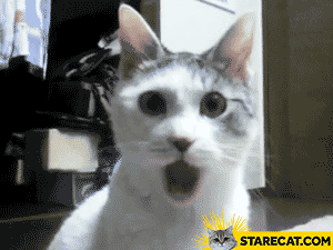 shocked-cat-animation.gif