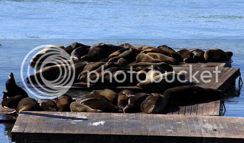 pier39r.jpg