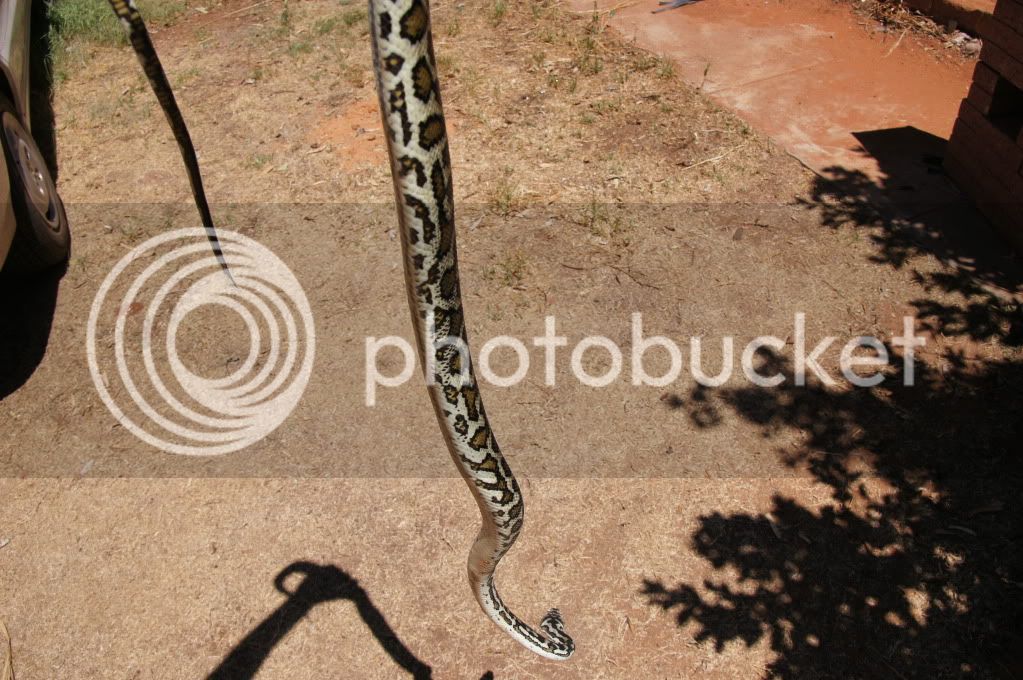 snakes047.jpg
