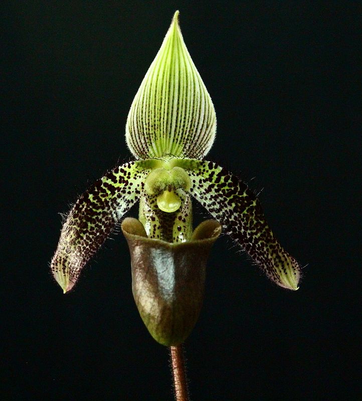 Paph%20ciliolare2_zpsf9r0tkcv.jpg