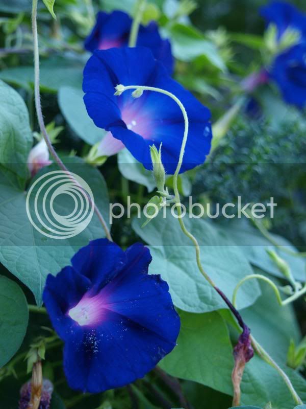 blueflower2.jpg