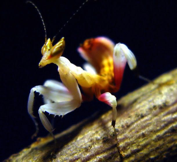 OrchidMantis.jpg