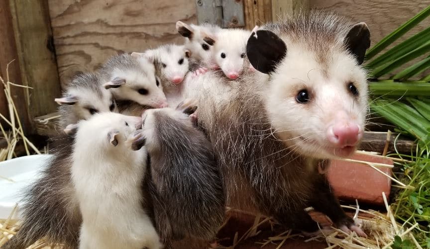 PiazzaMelanie_opossum-family-2-1.jpg