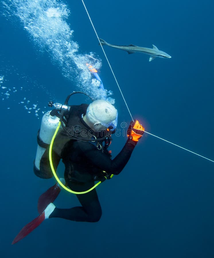 diver-escort-remora-suckerfish-escorts-scuba-as-descends-down-bouy-line-to-artificial-reef-below-offshore-panama-44011635.jpg
