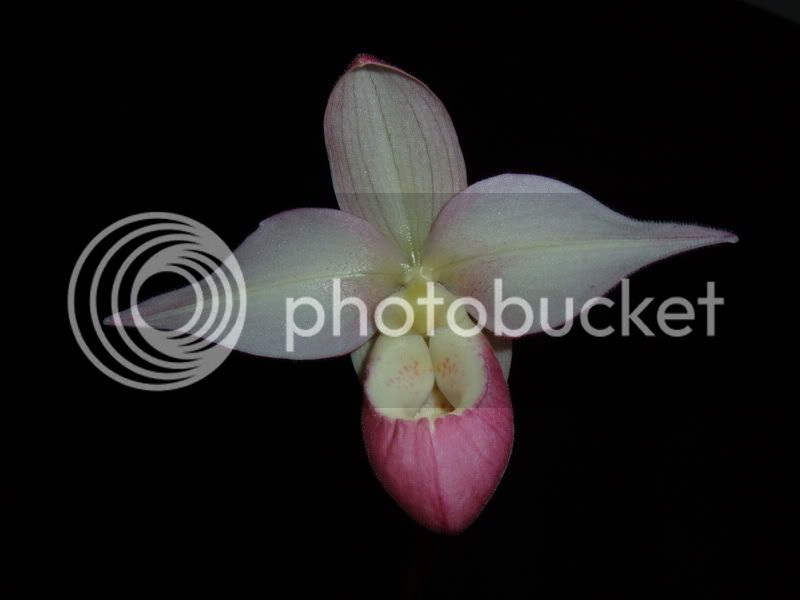 OrchidPictures002.jpg
