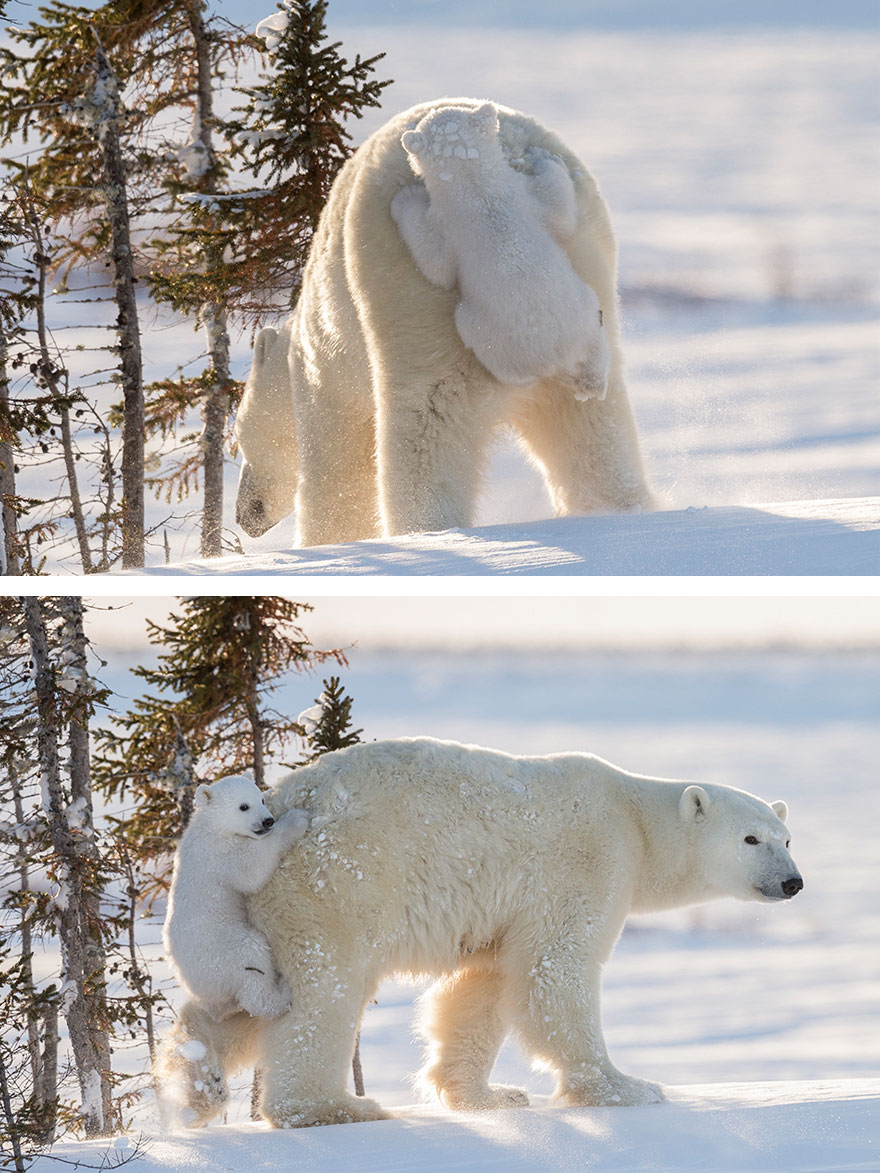 cute-baby-polar-bear-day-photography-23__880.jpg
