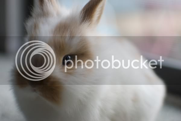 Bunny5.jpg