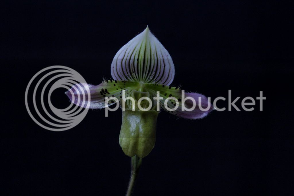 Paph%20acmodontum2_zpsxe7vzxa3.jpg