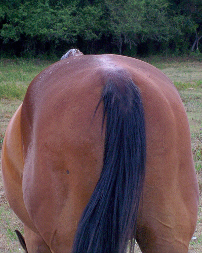 horses-ass1.jpg