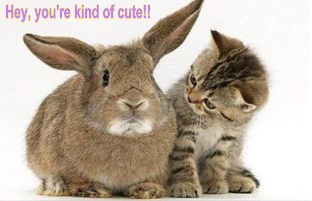 cat-bunny-funny-animal-humor-19948804-1082-699.jpg
