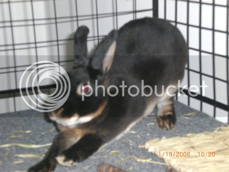 Rabbits020.jpg