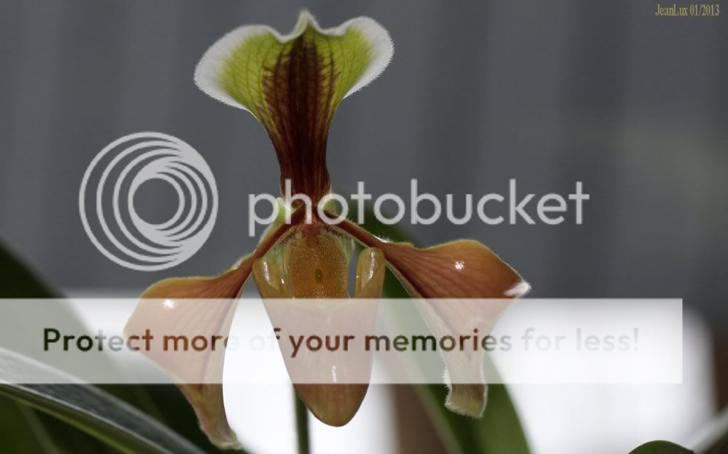 __st_Paphiopedilum-villosum-46643-1301-8.jpg