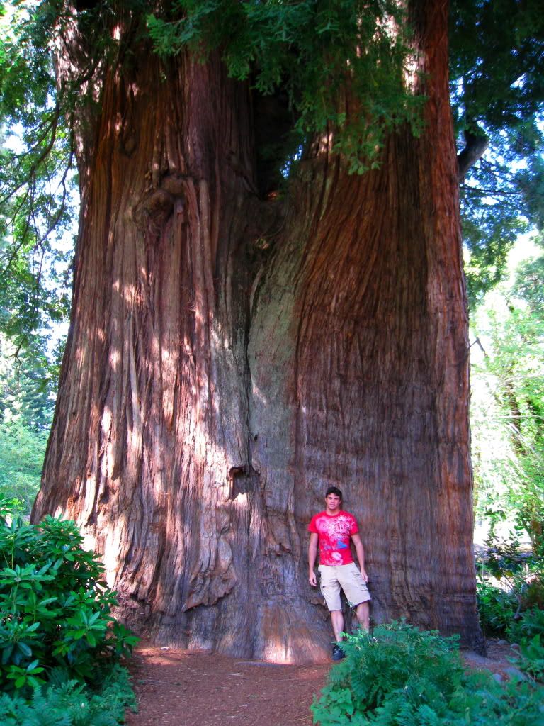 Sequoia.jpg