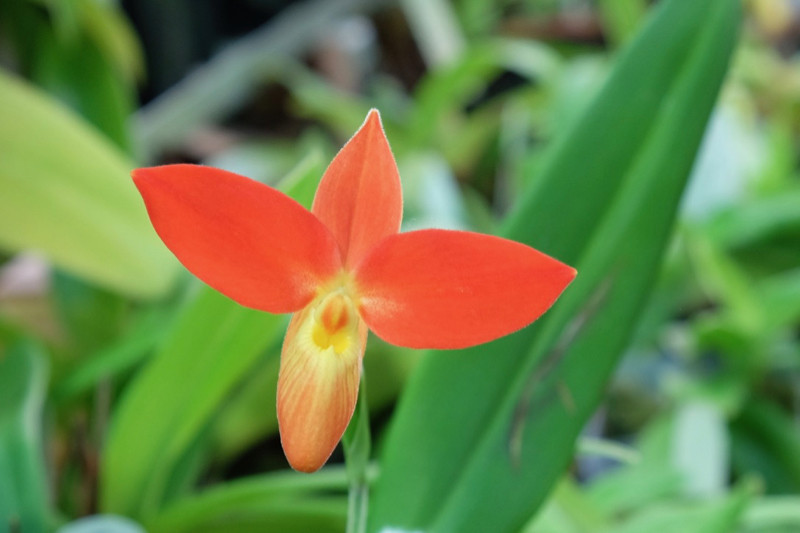 Phragmipedium Besseae X 2 