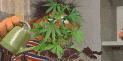 ernie-joined-the-american-weed-workforce---why-cant-you.gif