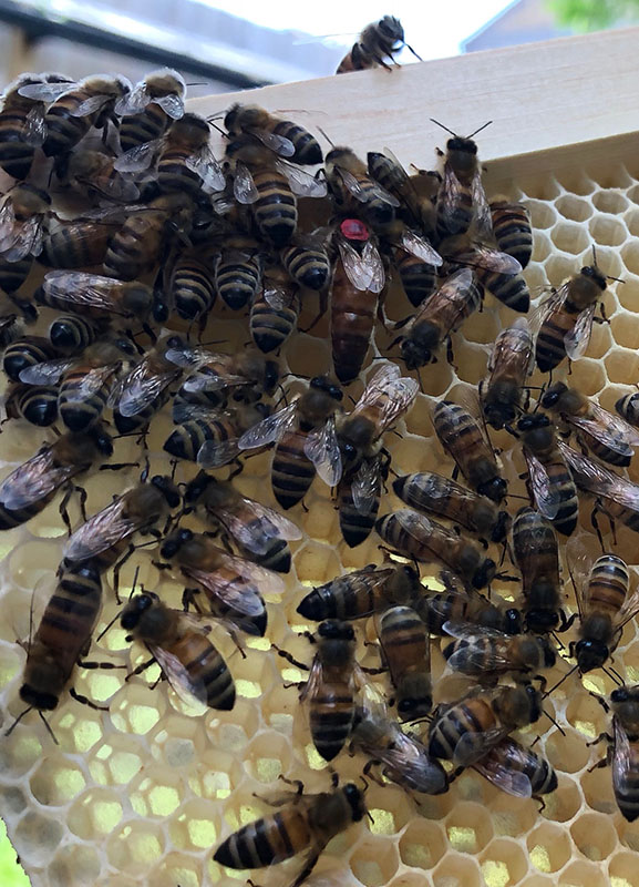 insp01_the-queen-on-fresh-comb.JPG