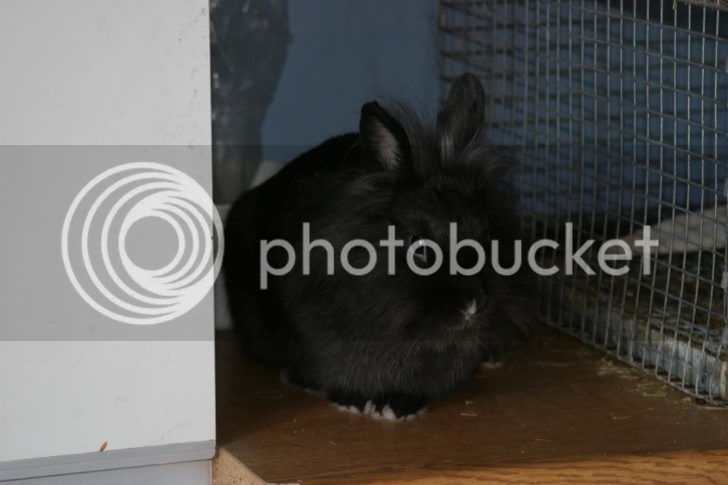 rabbits010.jpg