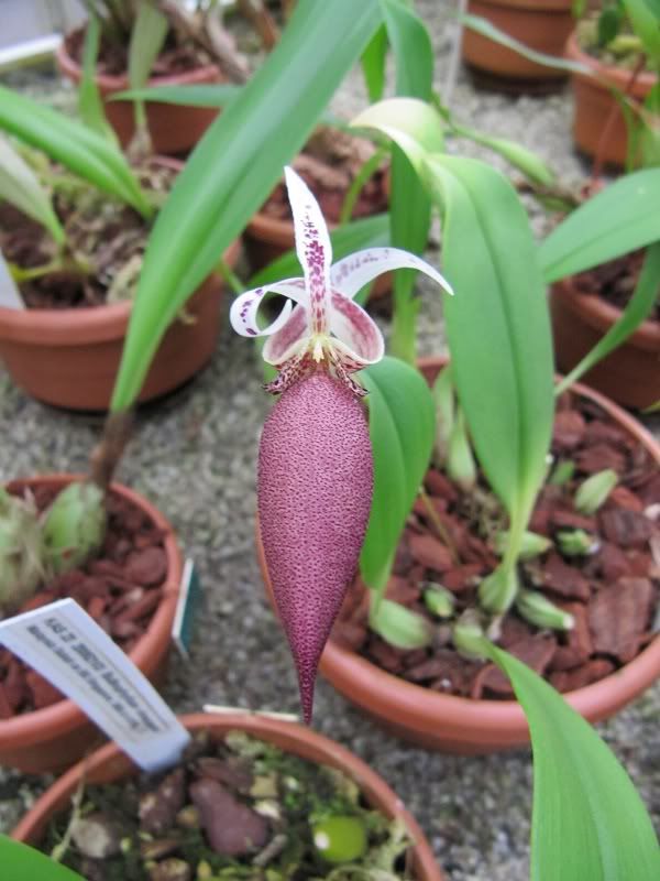 Bulbophyllum-ascochilum.jpg