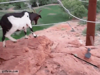 1388945955_goat_jumps_off_cliff.gif