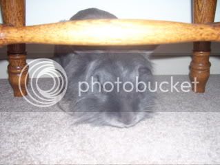 Bunnypictures-Leanne542.jpg