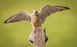 kestrel-bird-post-female-falco-tinnunculus-spread-wings-56032179.jpg