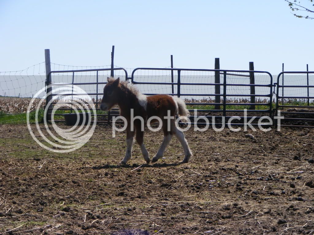 regpicsand2010foals032.jpg