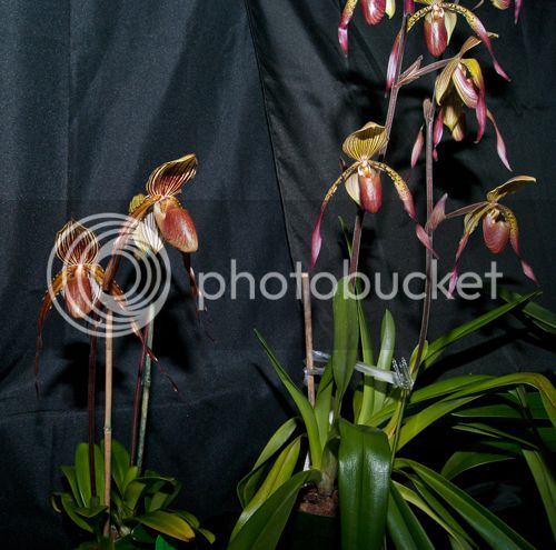 Multipaph_500_zps57de2703.jpg