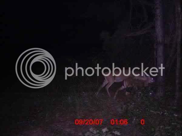 deer3.jpg