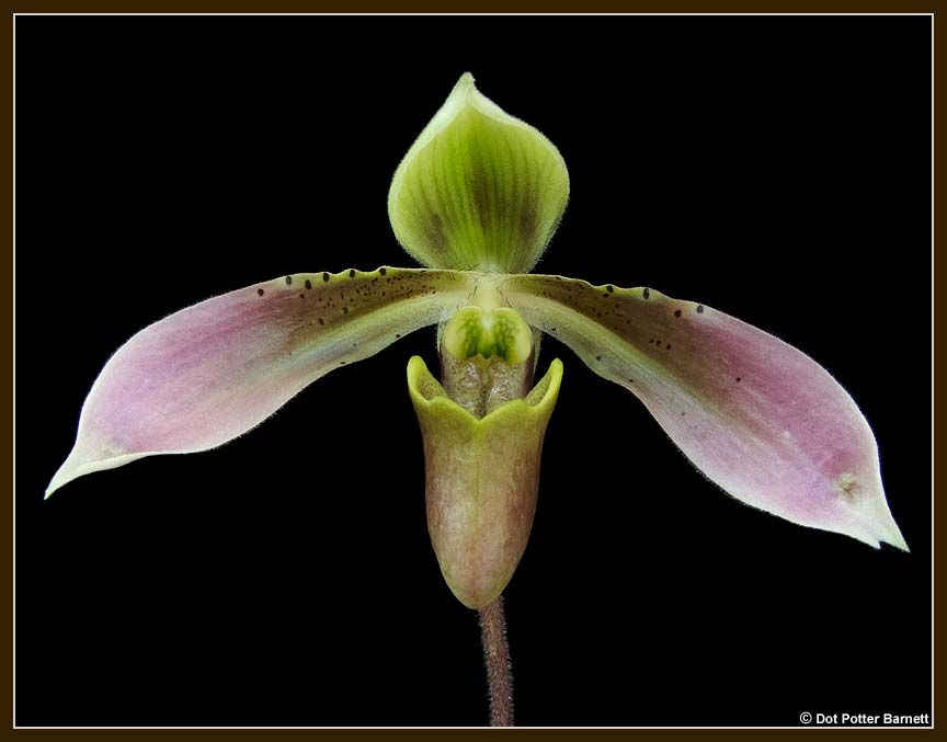 Paph. hainanense | Slippertalk Orchid Forum