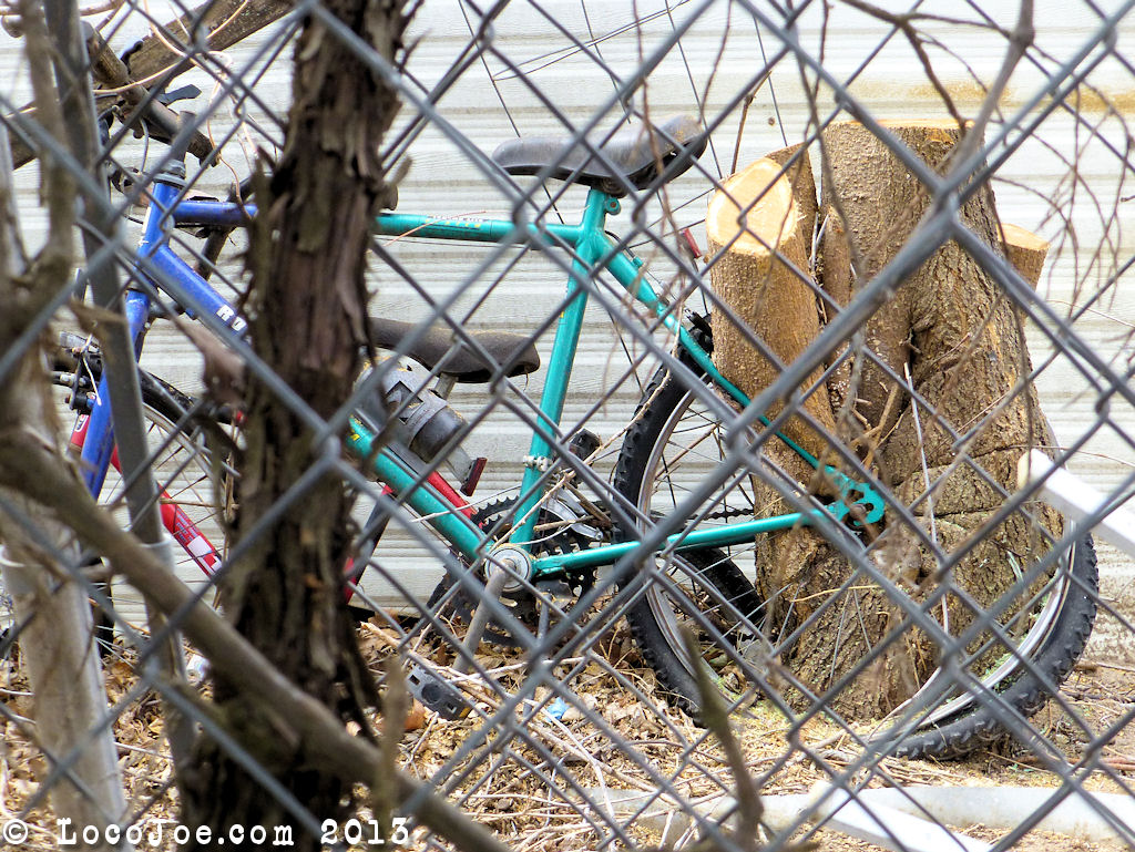 bicycle_in_tree.jpg