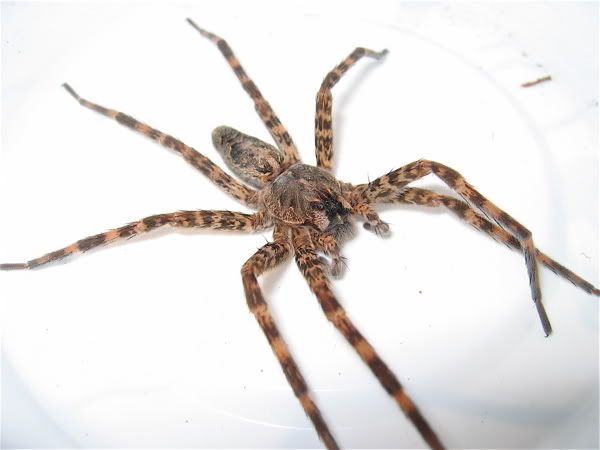 Dolomedes2.jpg