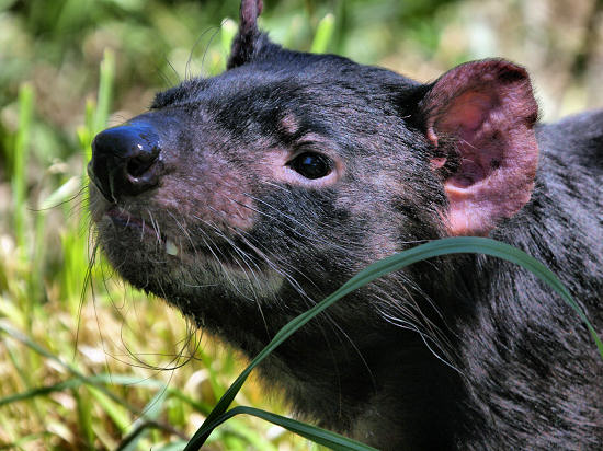 TasmanianDevil_1688.jpg