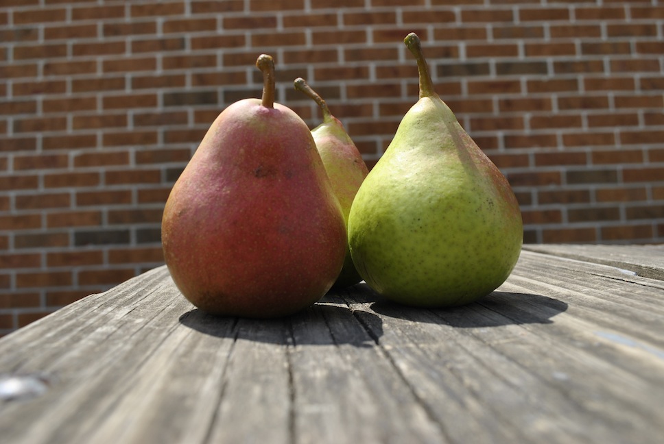 Mature Pears Harvested
