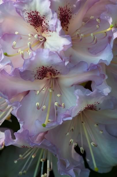 RhododendronJackSuperbe_web.jpg
