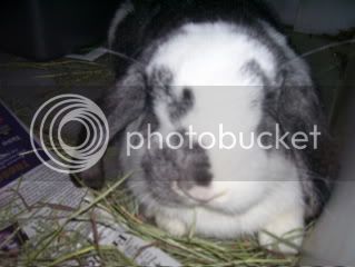 Bunnypictures-Leanne463.jpg