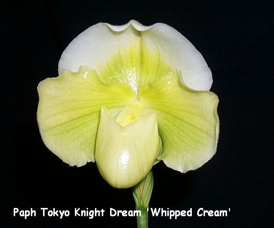 PaphTokyoKnightDreamWhippedCream2.jpg