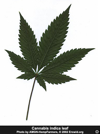 cannabis_leaf_indica1.jpg