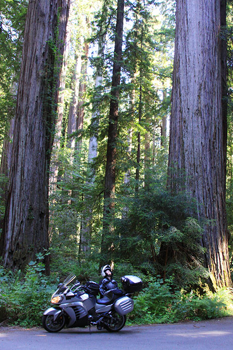 50 Best Motorcycle Roads in America 9. Avenue of the Giants (California / 31 miles)