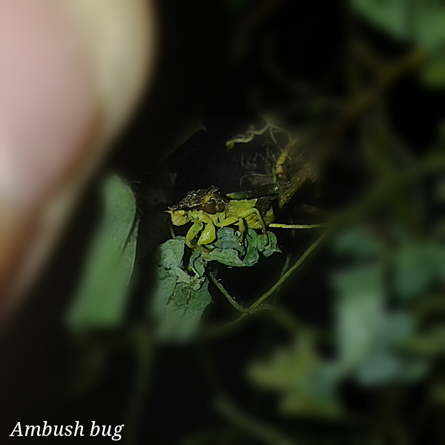 ambush_bug_5_by_alexandersmantids-d7uh42a.jpg