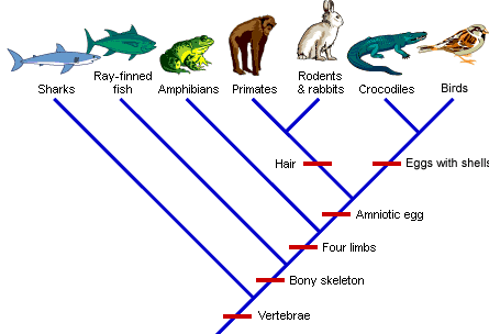 cladogram.gif