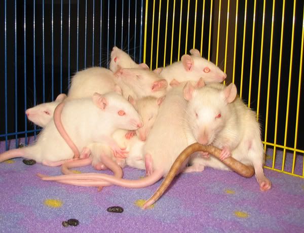 ratpile3.jpg