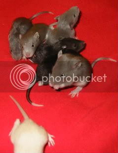 Rats106.jpg