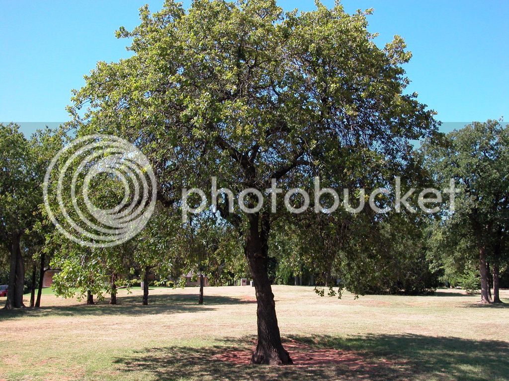 redoak-tree.jpg