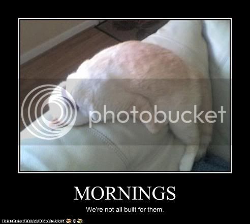 funny-pictures-cat-hates-mornings.jpg