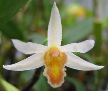 Dendrobiumxanthophlebium.jpg