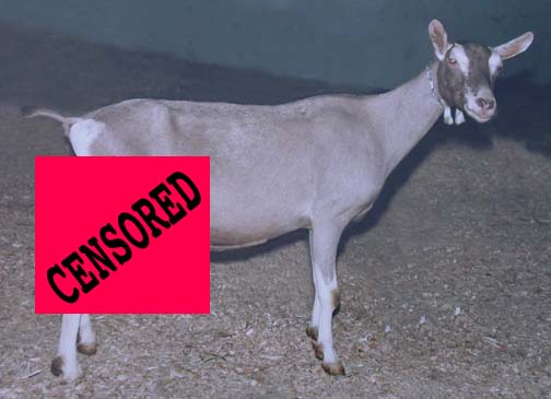 censored-goat.jpg