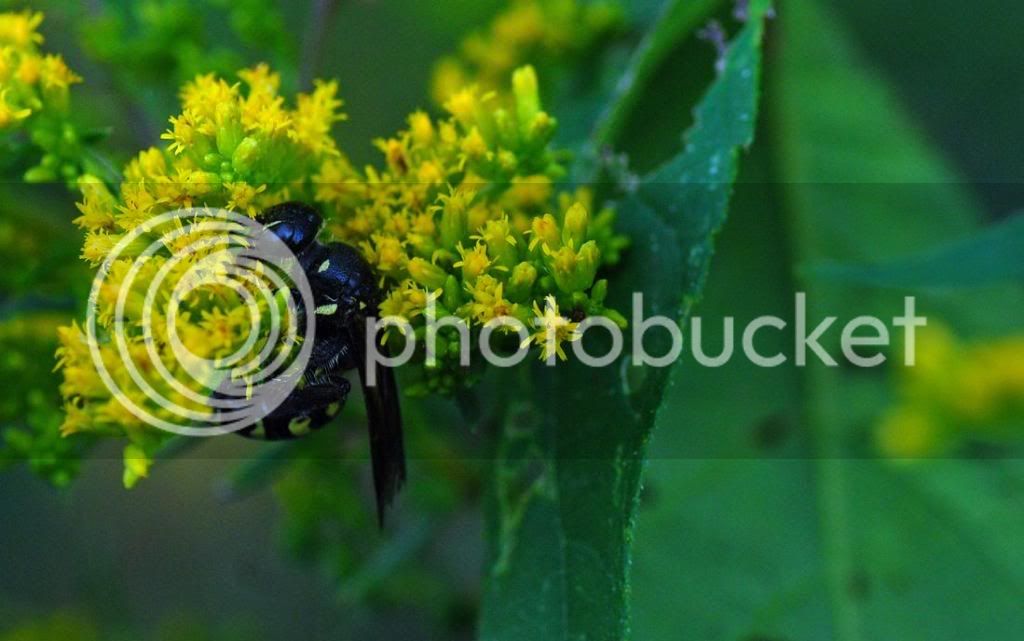 blackandyellowwaspongoldenrod.jpg