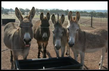 Donkeys1-1.jpg