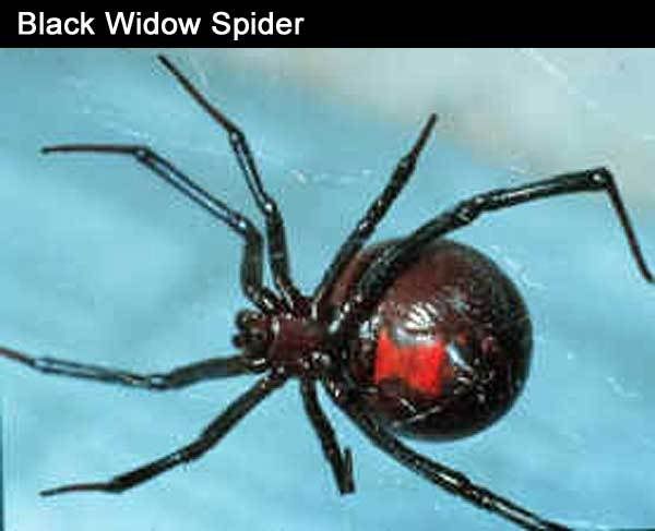 black_widow.jpg