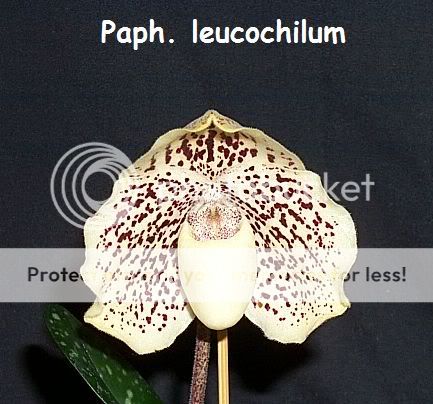 1085starPaphleucochilum.jpg